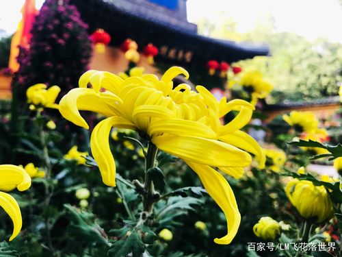 江苏无锡惠山古镇锡惠公园菊花展,这个时候去刚好