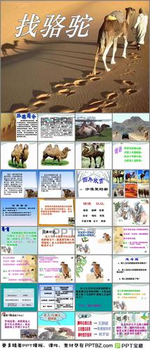 介绍找骆驼课案ppt