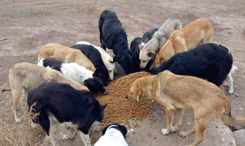 两只小狗在寒冷中互相取暖狗妈妈因抢食被赶走没敢回来接孩子