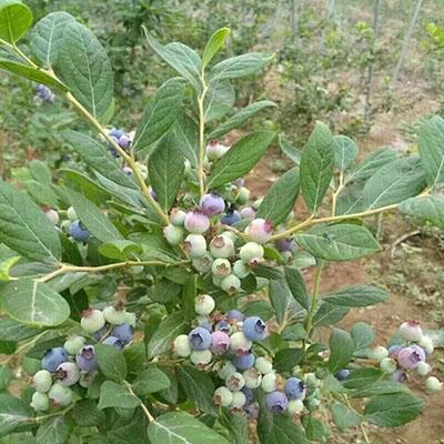 蓝莓树怎样种植