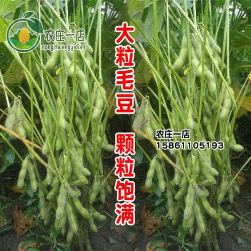 早熟毛豆种子大豆种籽鲜食大荚黄豆种孑青毛豆菜豆春季四季蔬菜籽