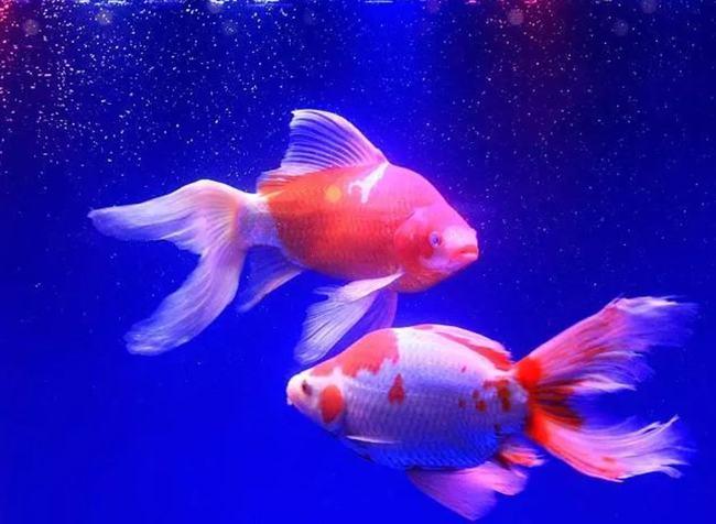 草金鱼繁殖的前兆是什么