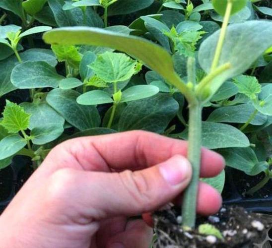 棚室种植茄子,为什么要嫁接育苗,这样有什么好处呢?