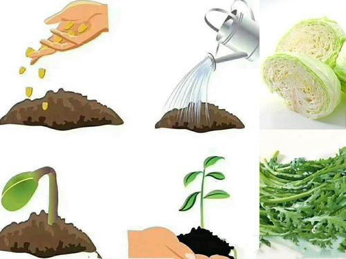 首先我们在班级里了解了播种的步骤,先松松土,种上小种子,给小种子