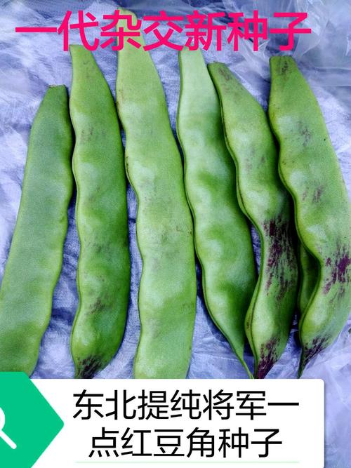 蔬菜种子 东北大油豆角 将军一点红大油豆角种子角宽扁片50-100克