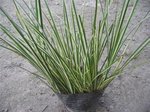 【荐】金边菖蒲批发商||金边菖蒲批发价格||金边菖蒲种植基地