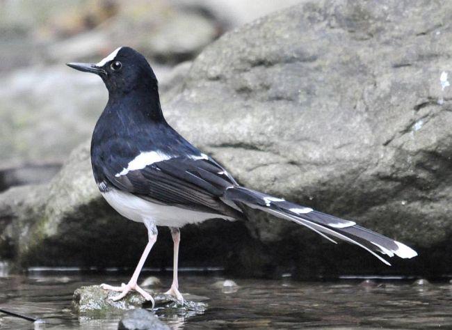 白额燕尾中国亚种