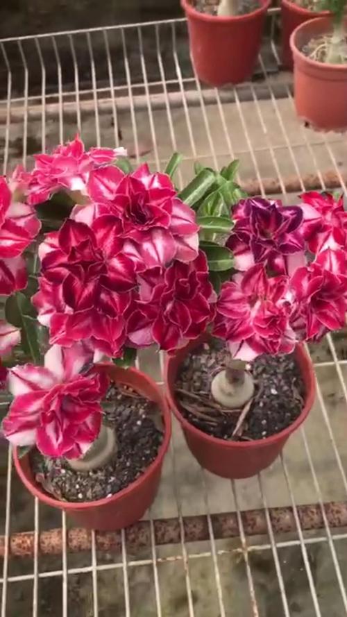 重瓣沙漠玫瑰花_沙漠玫瑰一物一拍重瓣_沙漠玫瑰苗嫁接_ 嫁接重瓣沙漠