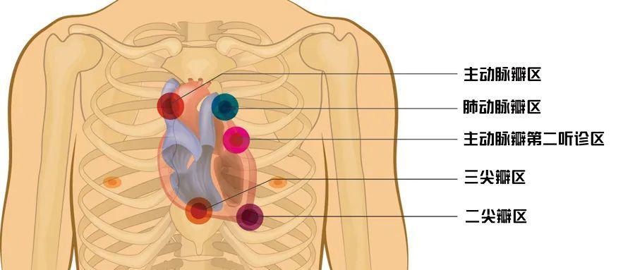 主动脉瓣为何有两个听诊区?