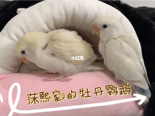牡丹鹦鹉白面澳桂_牡丹_鹦鹉_牡丹鹦鹉_宠物_宠物其他