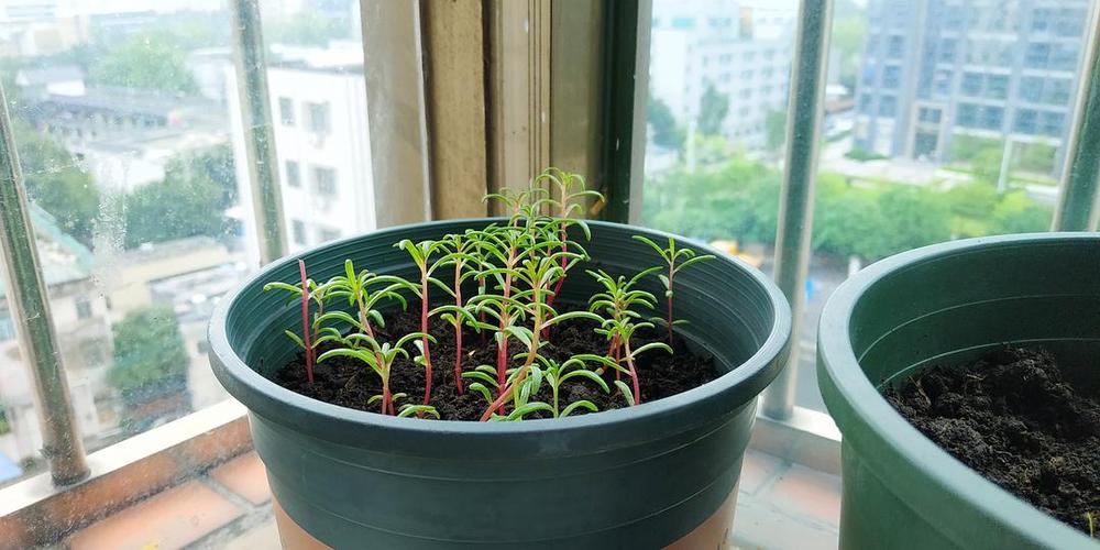 太阳花种植日记