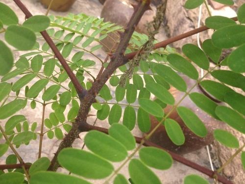 这是药材叫什么名字,闽南叫红骨刺桑