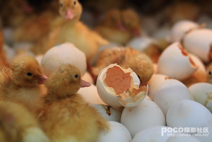 破壳_生态_poco摄影,动物,鸭子,孵化