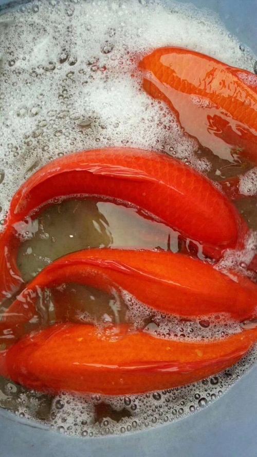 兴国红鲤鱼苗,有自孵水花