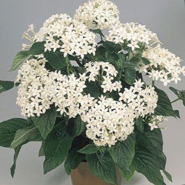繁星,星星花,星团 草本植物 / pentas lanceolata