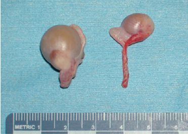 猫隐睾与正常睾丸的比较