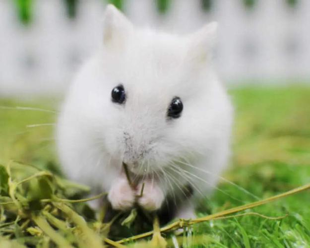 仓鼠,银狐仓鼠,加卡利亚,银狐,老鼠,雪球仓鼠,布丁仓鼠