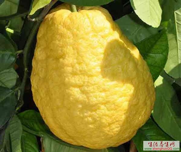 香橼皮的功效与作用