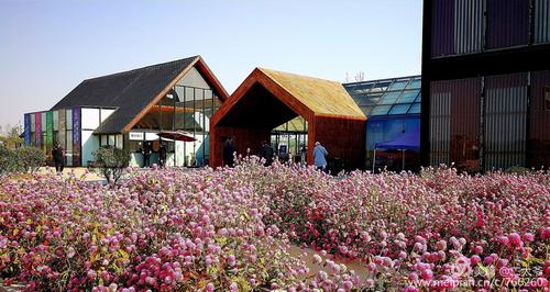 句容白兎镇伏热花海.