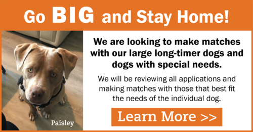 gobig and stay home-web-banner