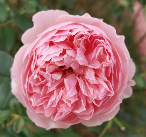 请欣赏英伦玫瑰.英国,美国的国花.玫瑰花语:象征爱情和真挚纯洁的爱.