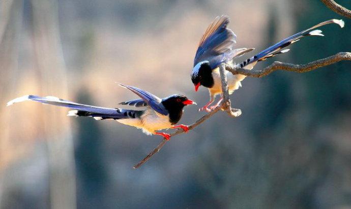 【渔舟】花喜鹊(散文)