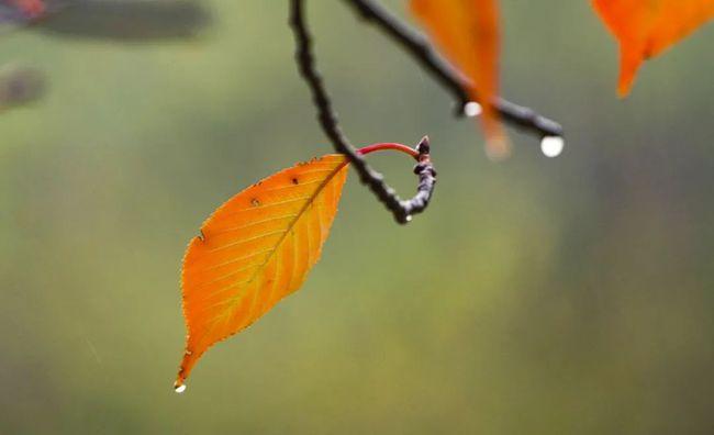 秋雨落叶,初秋的郑州美爆了!