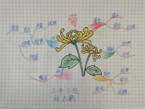 翰墨小学 三年二班 杨志鹏 思维导图