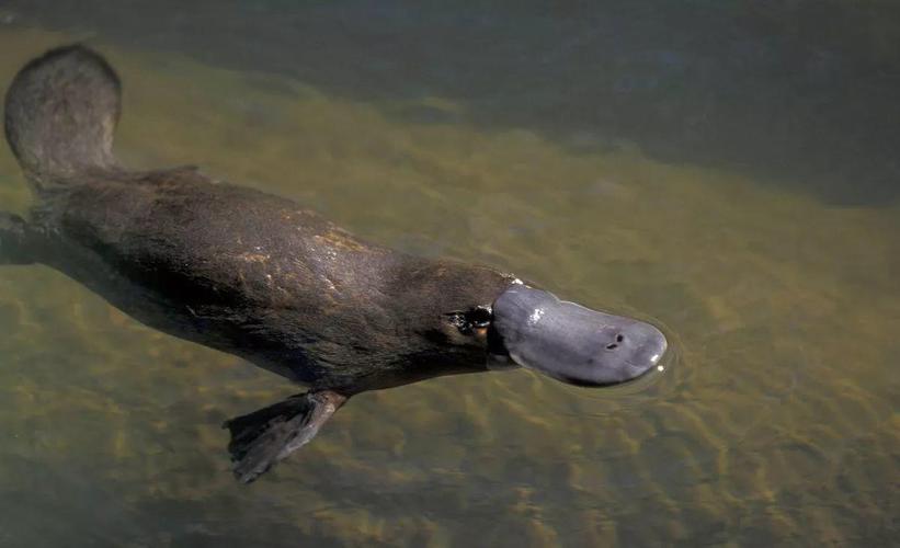 神秘鸭嘴兽:雷达长嘴上,脚跟藏毒针