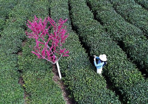 陕西紫阳县:"半亩茶园"的茶产业升级之路