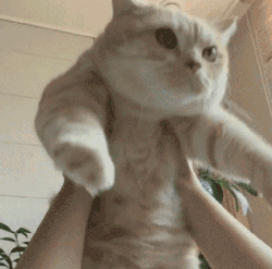 举高高,来段印度电臀舞,浑身动起来,可以说是肥猫自带的卖萌加分技能