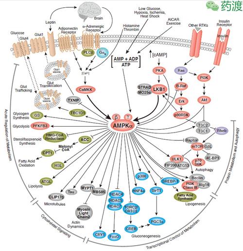 ampk及胰岛素信号通路在脂肪及糖代谢中处于