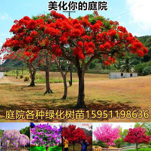 庭院植物 风景树_庭院绿化树苗 地栽盆栽植物 丁香花苗 紫藤 海棠