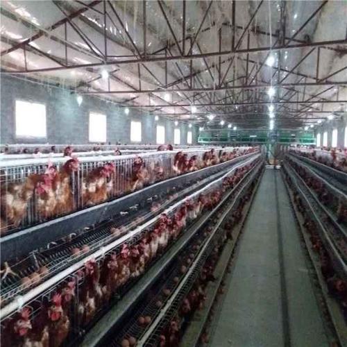 河南h型蛋鸡笼销售