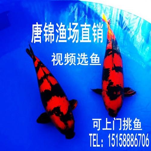 鲤鱼苗_纯种日本锦鲤鱼苗活体绯写黑红鱼发财观赏冷水淡水水池鱼缸鱼