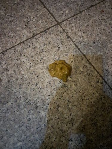 狗狗拉的屎有点稀怎么办?