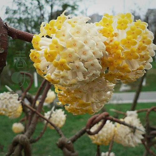 结香花又叫打结花,先开花后长叶,香花扑鼻,形似伞形.