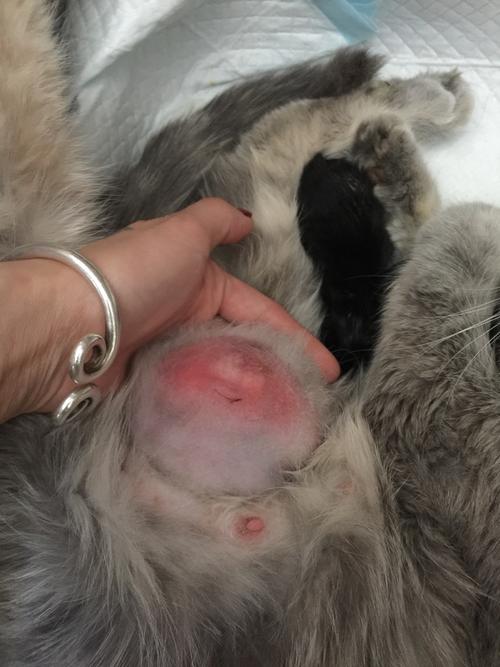 17:28:36             猫疾病问题肿瘤疾病               我的猫怀孕