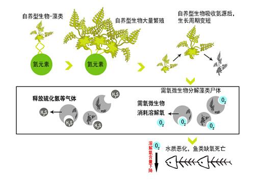 高效溶藻菌对富营养化水体的治理效果