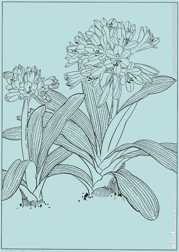 君子兰线描 君子兰白描 君子兰图片