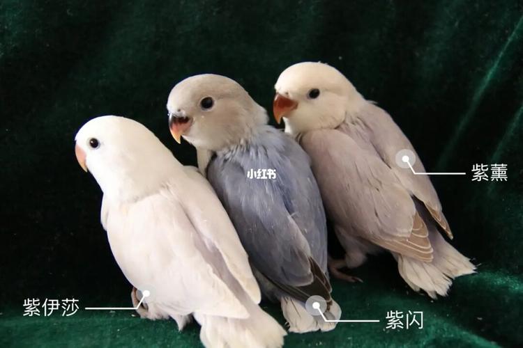 科普贴一张图分清紫闪紫薰紫伊莎