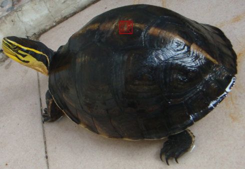 安布闭壳龟简介