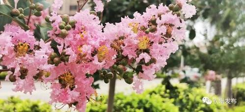 " 除了市花紫薇 黄槐决明在钦州也十分常见 且四季开花 秋天,黄色的