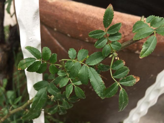 看叶子确实是原种木香花,并且也不是7片叶,所以不存在假木香一说.