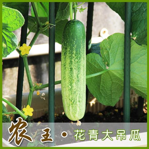 蔬菜种子 阳台种菜 盆栽 黄瓜种子 花青大吊瓜 原装彩