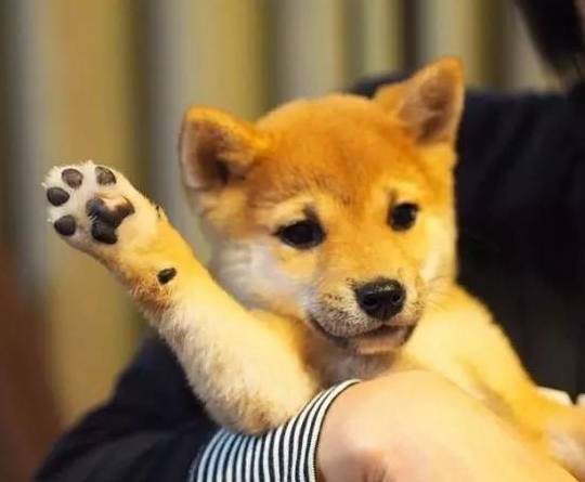 柴犬的九大萌点 哪个萌到你了呢?