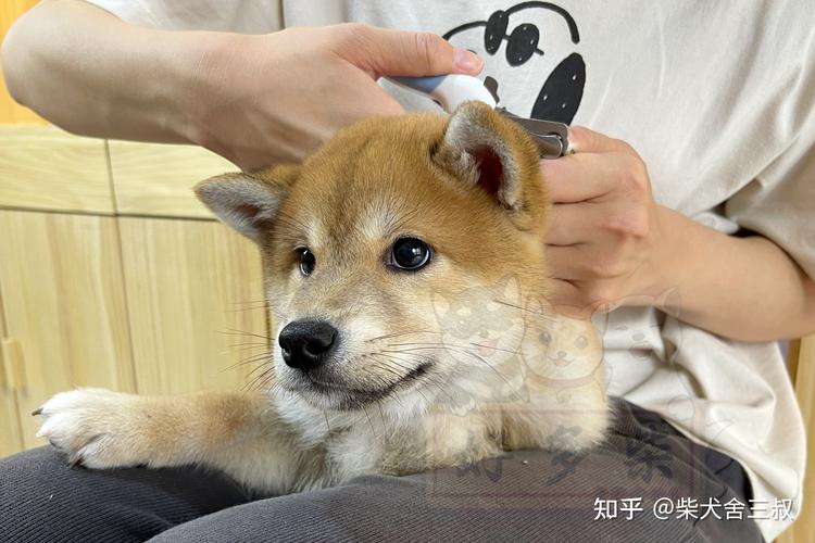 柴犬百科如何正确给柴犬剪指甲