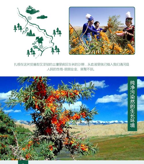 西域果园 青河沙棘原浆30ml*10_现价-1元