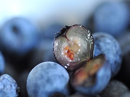 蓝莓里面是什么颜色 蓝莓肉为什么是白的
