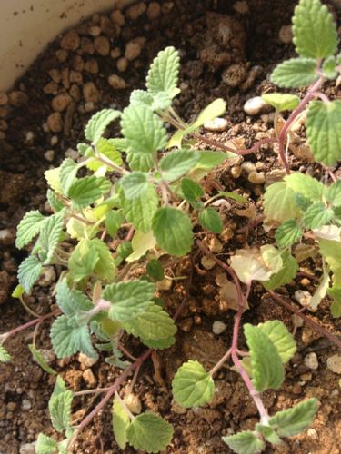 这是薄荷吗,从淘宝买的种子,不是猫薄荷吧.